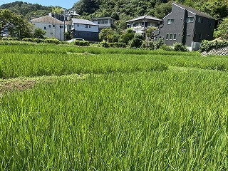 鎌倉日和【北鎌倉の田んぼ②】