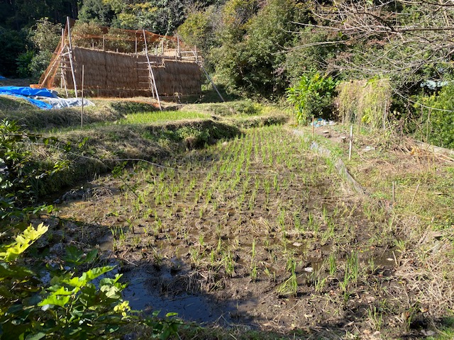 鎌倉日和【北鎌倉の田んぼ】