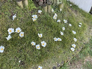 鎌倉日和【花】