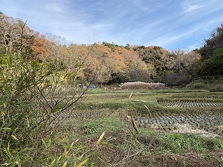 鎌倉日和【鎌倉中央公園の田んぼ】