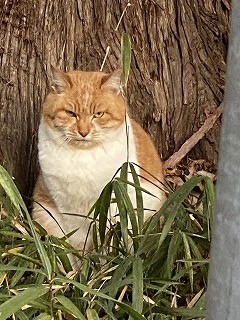 鎌倉日和【猫】