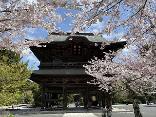 鎌倉日和【桜 建長寺】