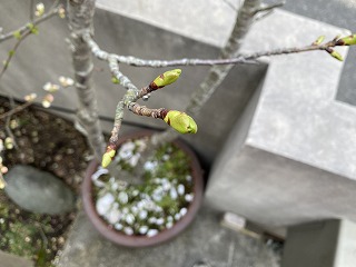 鎌倉日和【庭の花_桜】