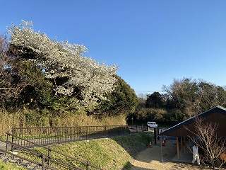 鎌倉日和【満開の桜】