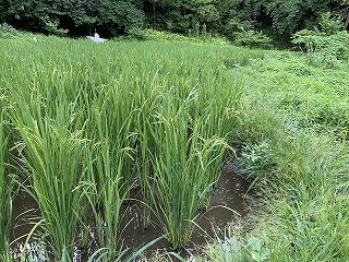 鎌倉日和【案山子②】