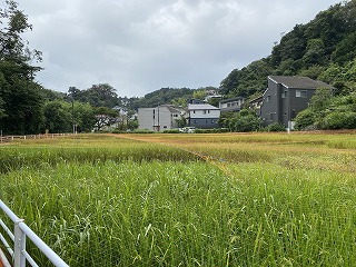 鎌倉日和【北鎌倉の田んぼ】