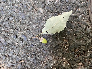 鎌倉日和【どんぐり】