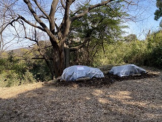 鎌倉日和【害虫燻蒸】