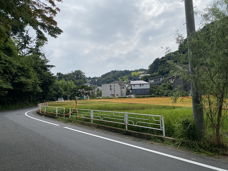 鎌倉日和【北鎌倉駅の田んぼ】