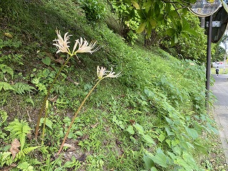 鎌倉日和【彼岸花】