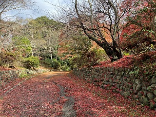 鎌倉日和【源氏山公園の紅葉】