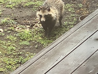 鎌倉日和【庭に現れた狸】