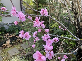 鎌倉日和【桃の花】