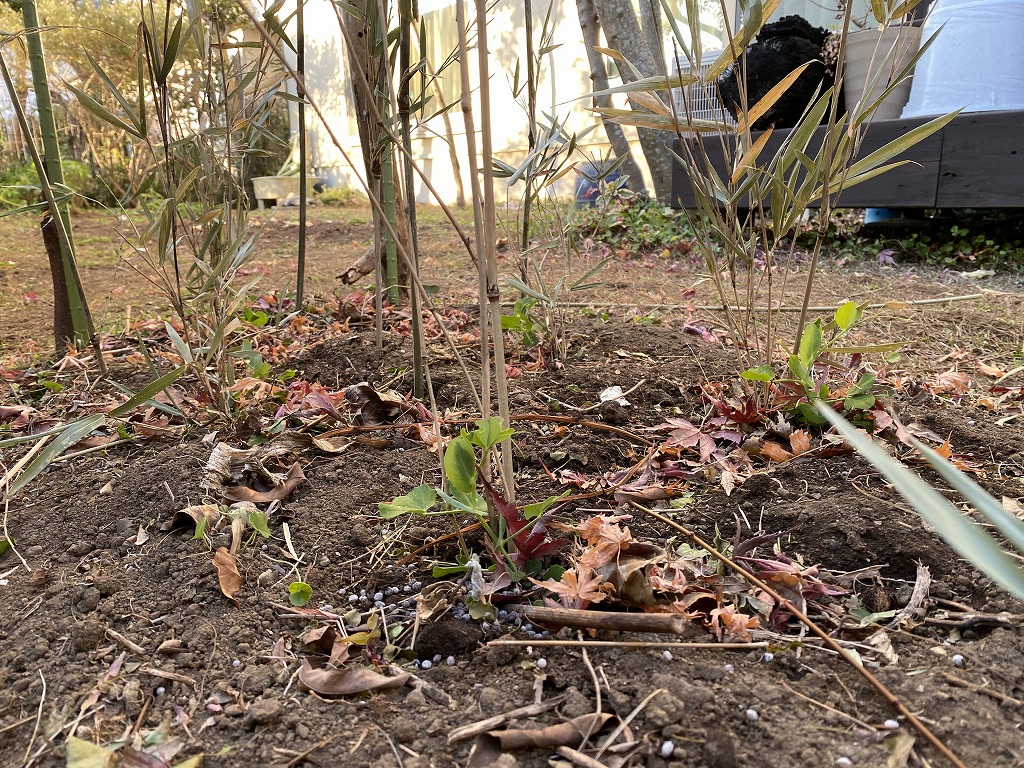 鎌倉日和のブログ 【家庭菜園ｰ１１１ 絹さやインゲン①】