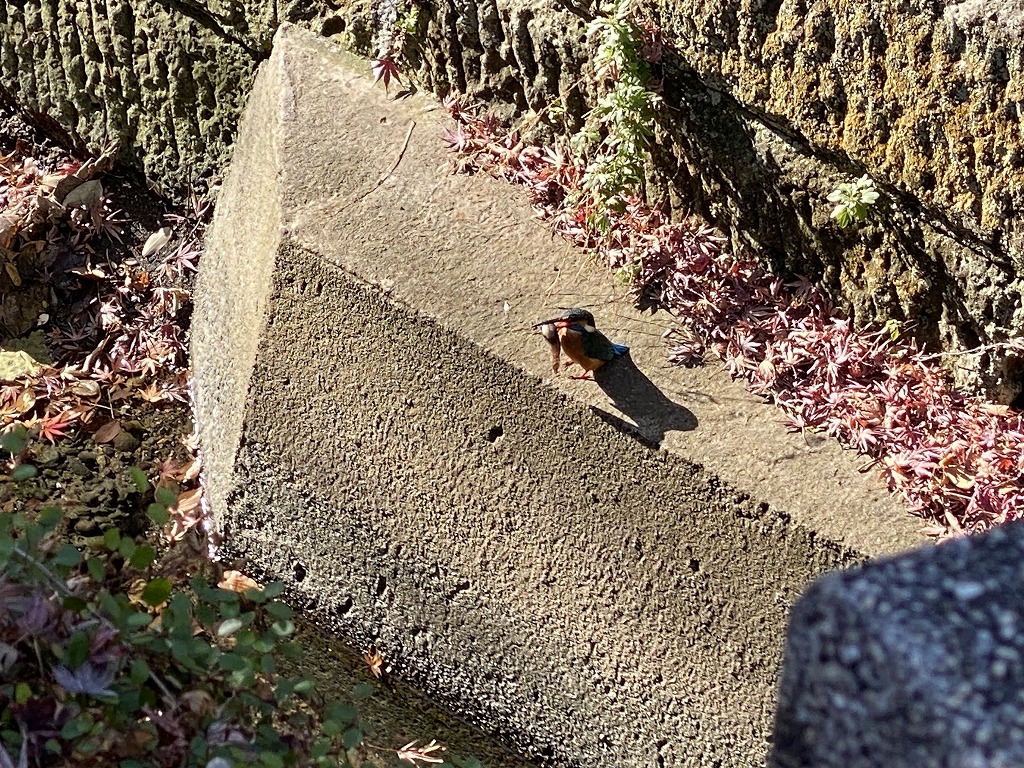 鎌倉日和【カワセミ】