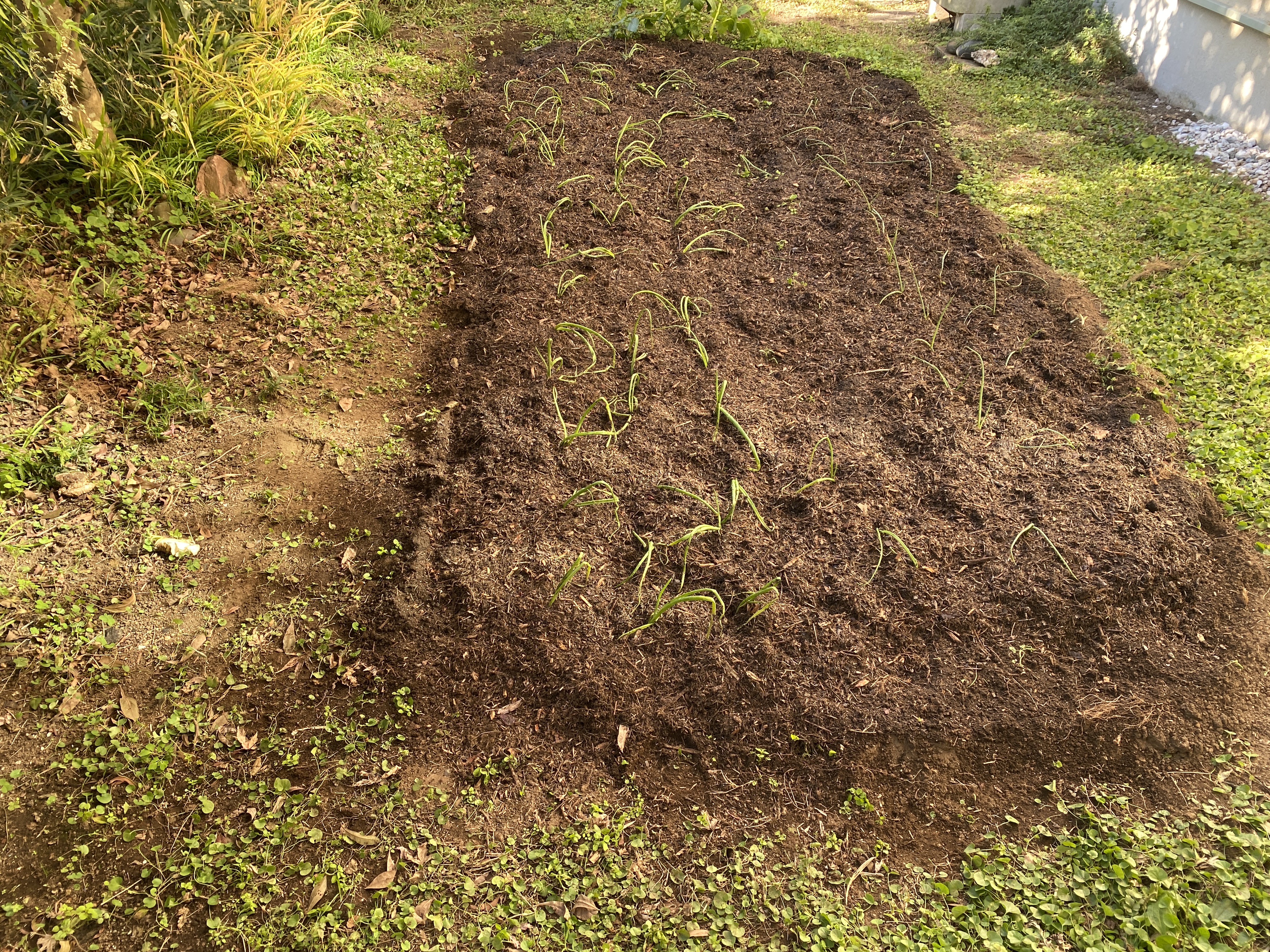 鎌倉日和【市役所の土壌改良材を撒く】