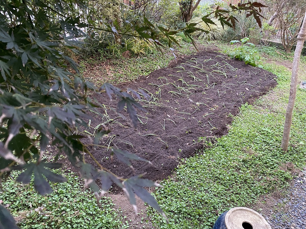 鎌倉日和のブログ 【家庭菜園ｰ玉ねぎ】