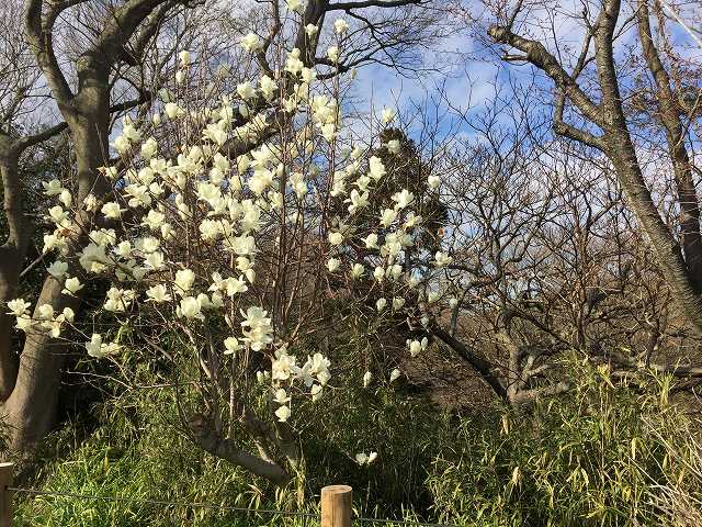 鎌倉日和のブログ　【藤の花】