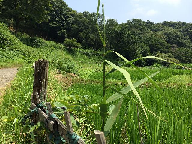 鎌倉日和の特選物件 【梶原３丁目】